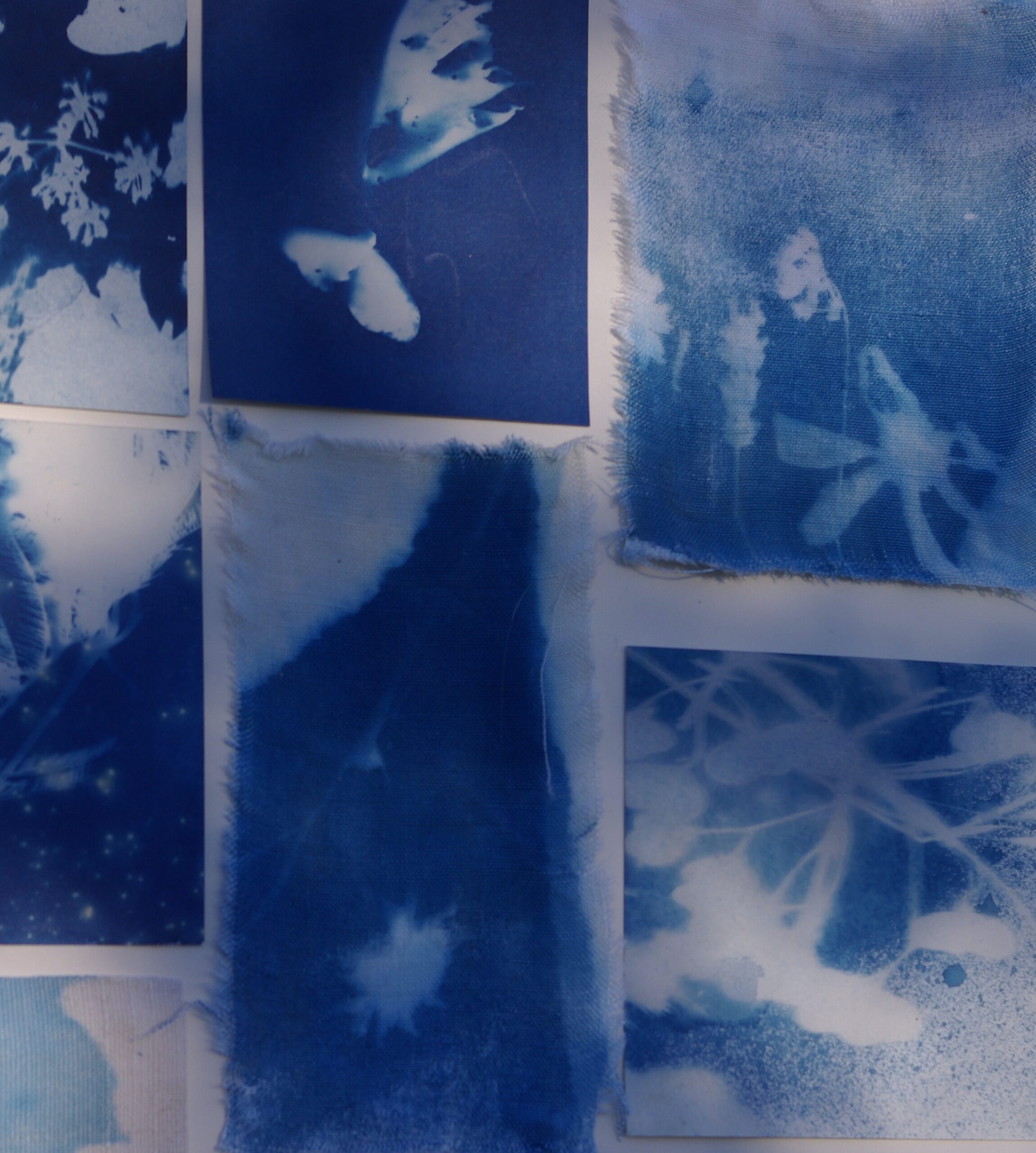 Atelier cyanographie « Les herbiers imaginaires »